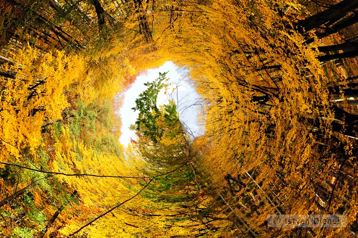 Twisted-Nature-Autumn_KF4f0996_HDR_x1